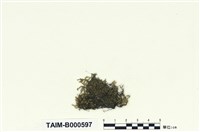 藏品(同葉苔屬)的圖片